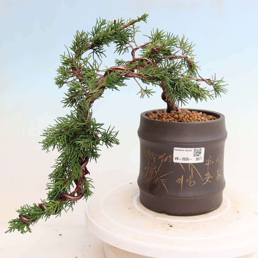 Bonsai für draußen - Juniperus chinensis Kishu