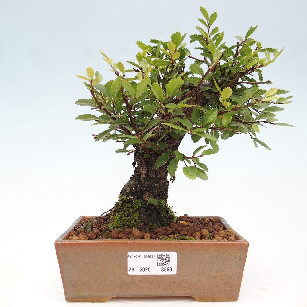Bonsai für draußen - Zelkova - Zelkova NIRE