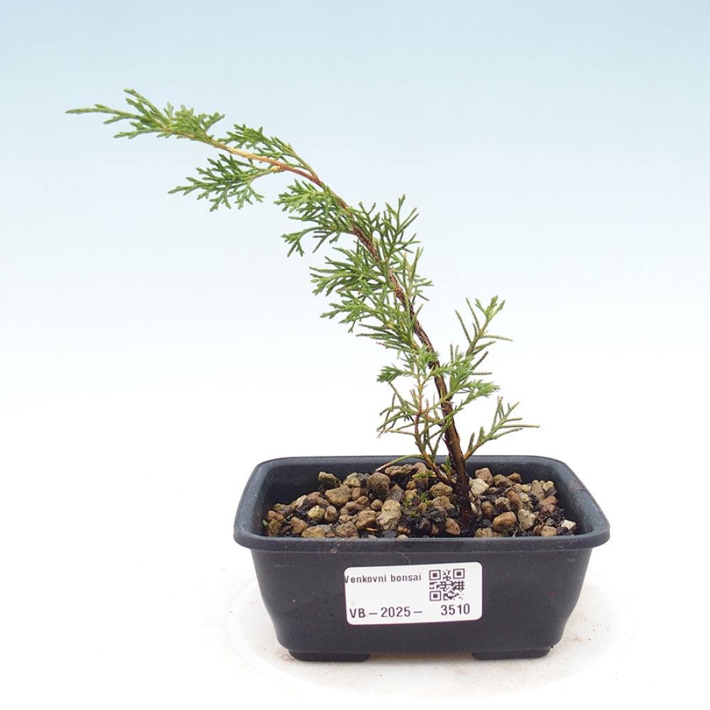 Bonsai für draußen - Juniperus chinensis Itoigawa