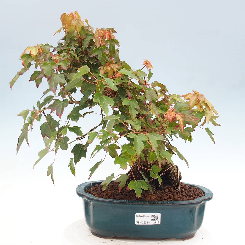 Bonsai für draußen - Acer Buergerianum - Bergahorn
