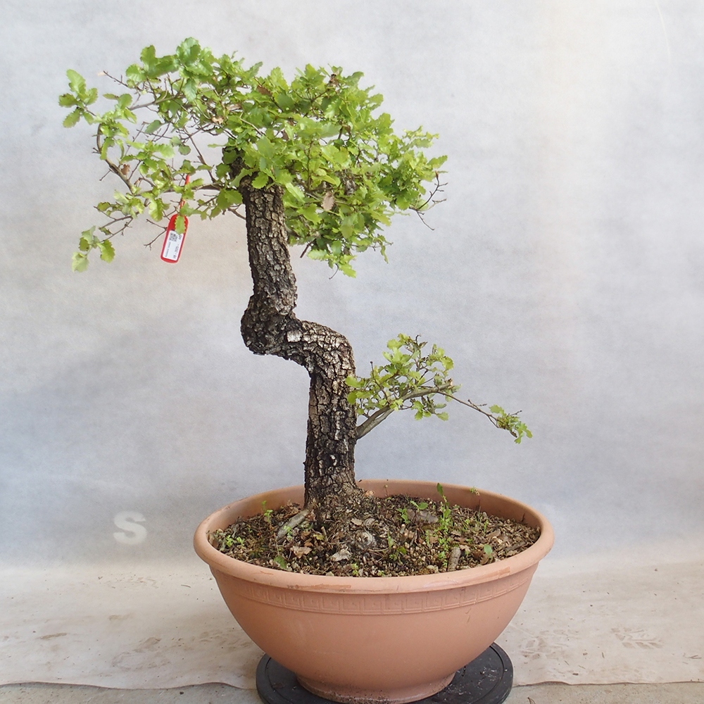 Außenbonsai Quercus Cerris - Eiche Cer