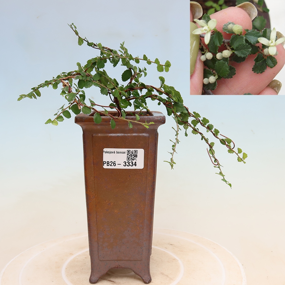 Zimmerbonsai - Grewia sp. - Grewia malafolia