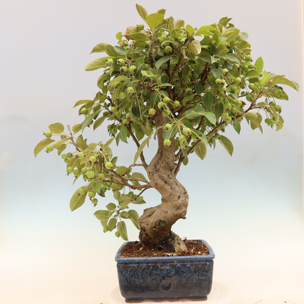 Outdoor-Bonsai -Malus halliana - Kleinfrüchtiger Apfelbaum