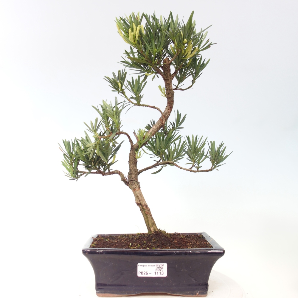 Zimmerbonsai - Podocarpus - Stein-Eibe