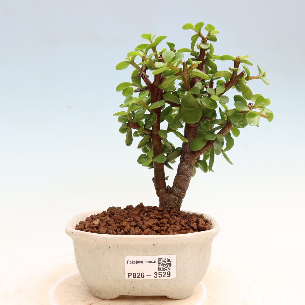 Zimmer Bonsai - Portulakaria Afra - Tlustice