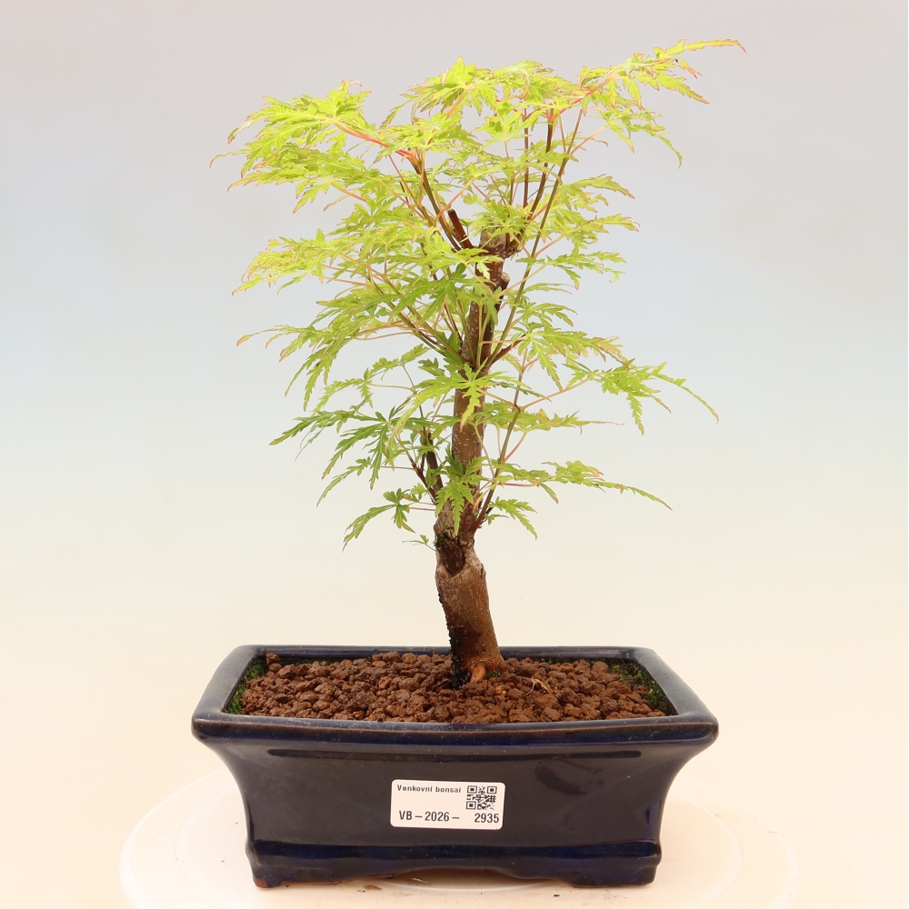 Bonsai für draußen - Acer palmatum Dissectum