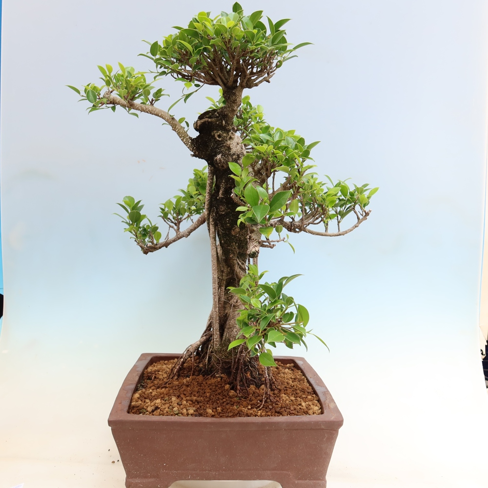 Zimmerbonsai - Ficus kimmen - Kleinblättriger Ficus