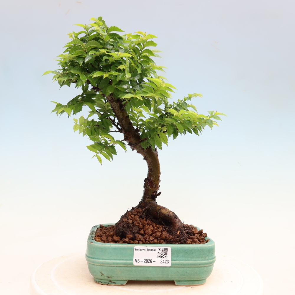 Bonsai für den Außenbereich – Ulmus Jacqueline Hillier – Pappelulme