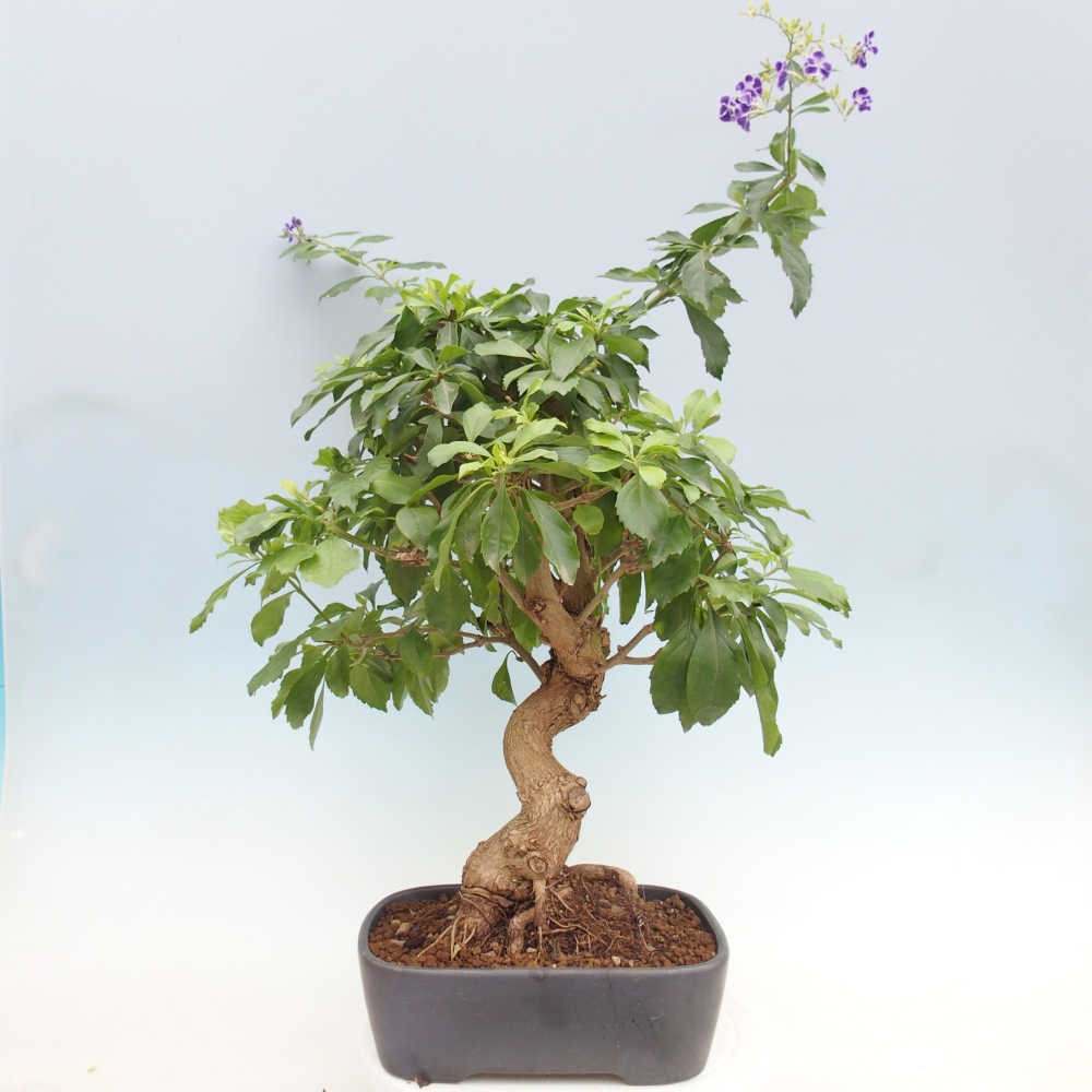 Zimmer Bonsai - Duranta repens -Duranta