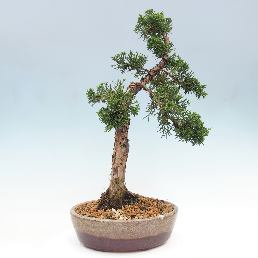 Bonsai für draußen - Juniperus chinensis Kishu