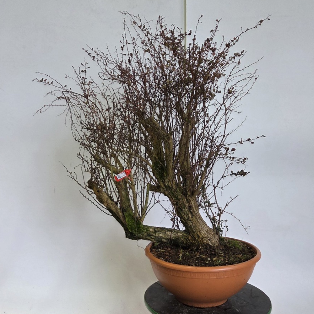 Bonsai für draußen - Berberitze - Berberis thunbergii atropurpurea