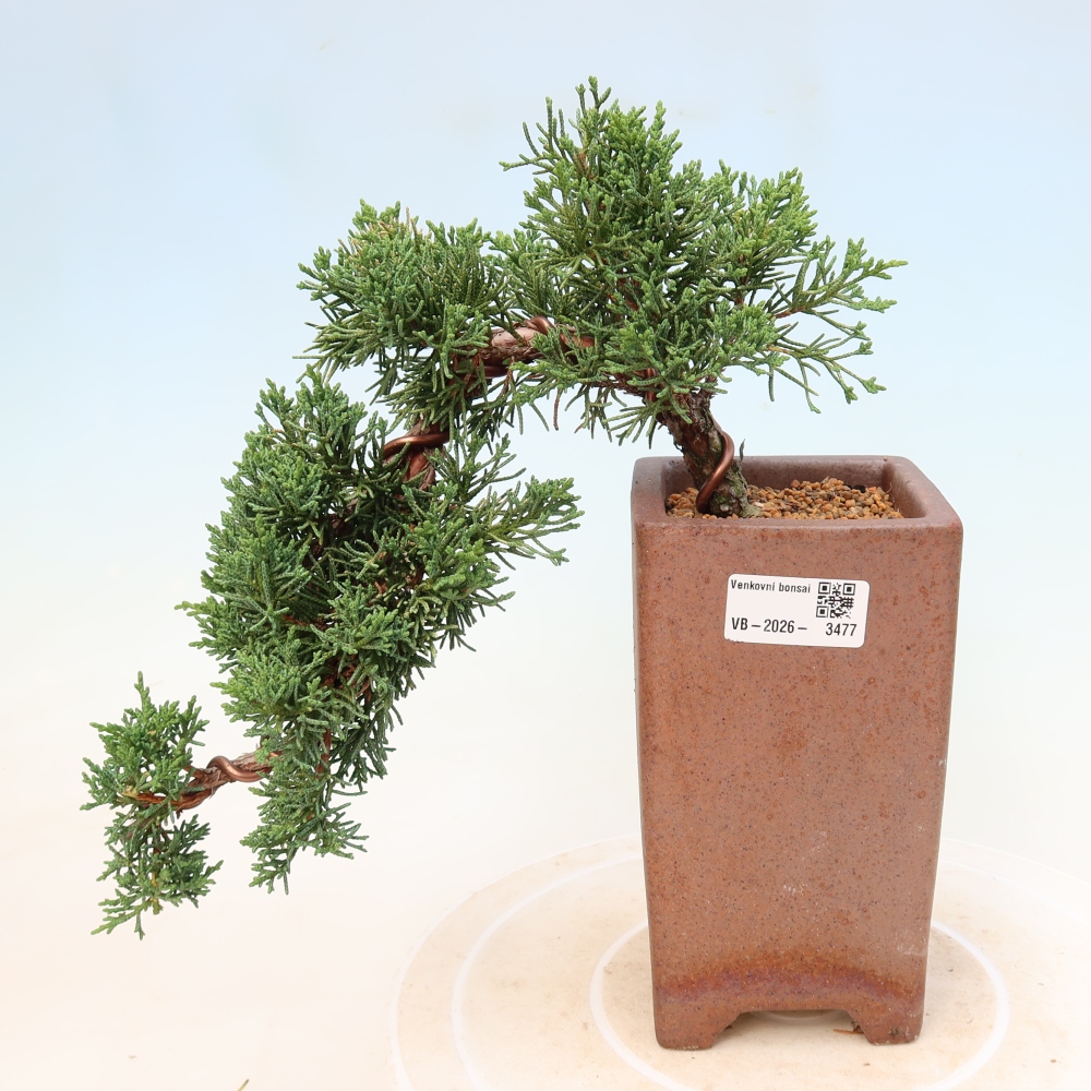 Bonsai für draußen - Juniperus chinensis Kishu