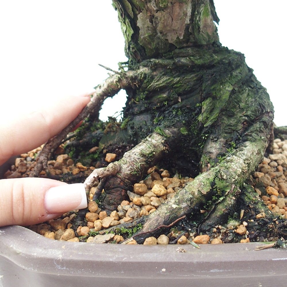 Bonsai für draußen - Pinus thunbergii Kotobuki - Thunberg-Kiefer