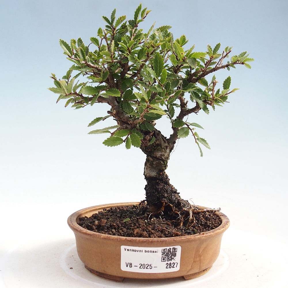 Bonsai für draußen - Zelkova - Zelkova NIRE