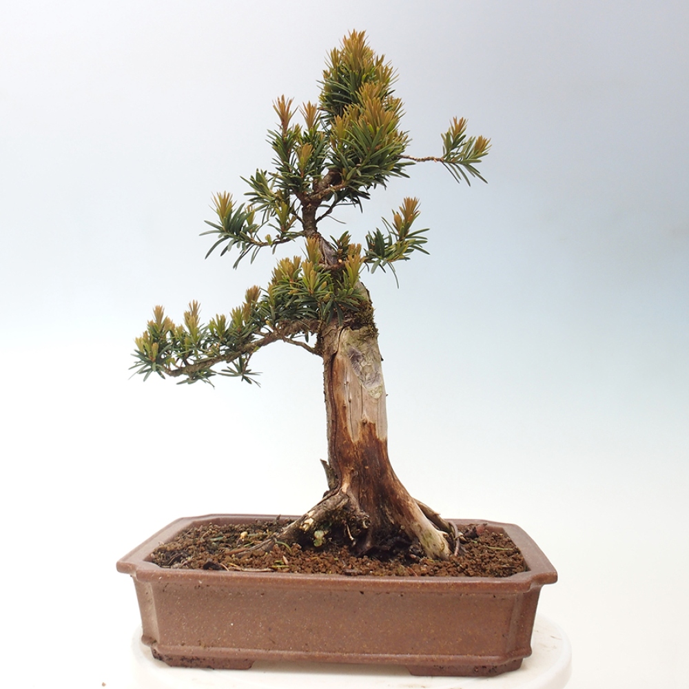 Bonsai für draußen - Taxus cuspidata - Japanische Eibe