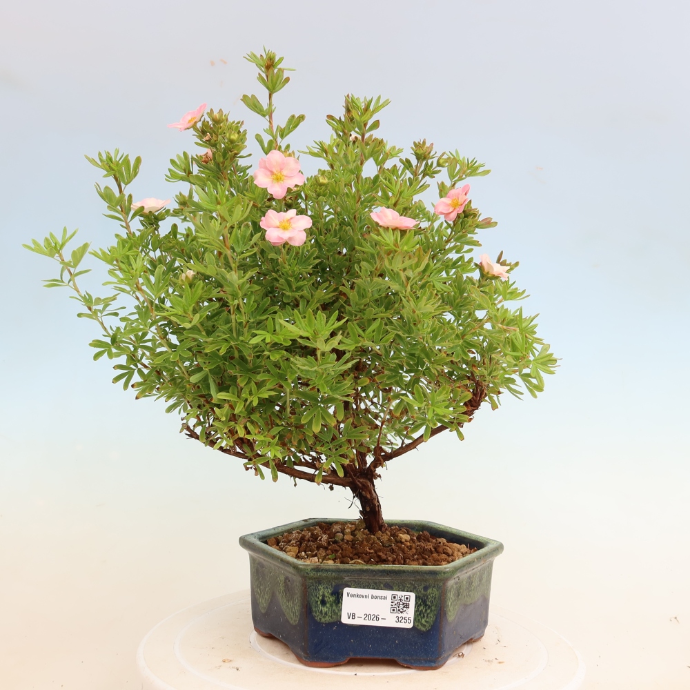 Bonsai für den Außenbereich – Strauch-Fingerkraut – Potentilla fruticosa Bellissima