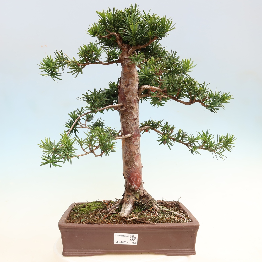 Bonsai für draußen - Taxus cuspidata - Japanische Eibe