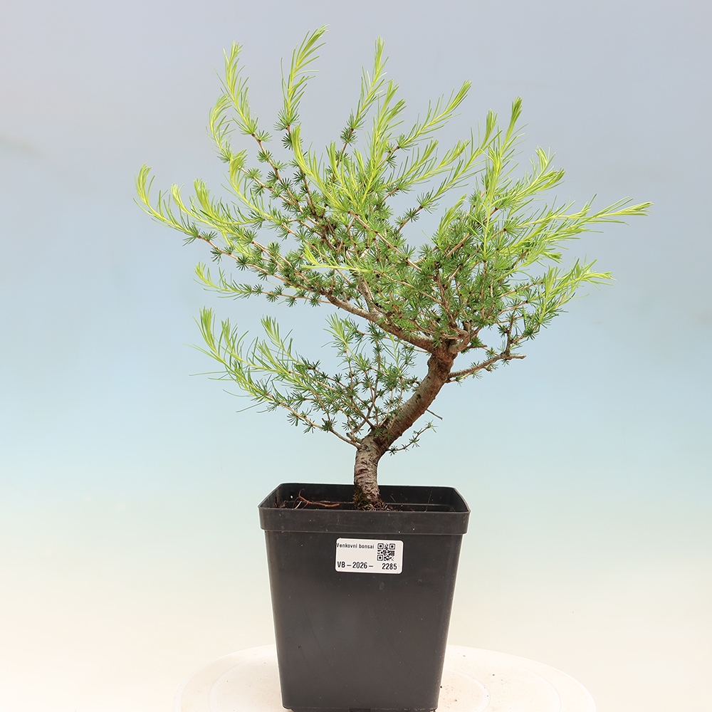 Bonsai für draußen -Larix decidua - Lärche