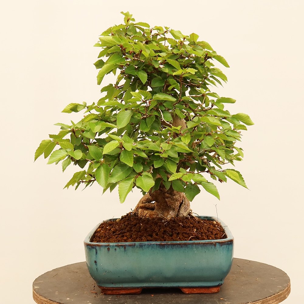 Bonsai für draußen - Karpinus Coreana - Koreanische Hainbuche