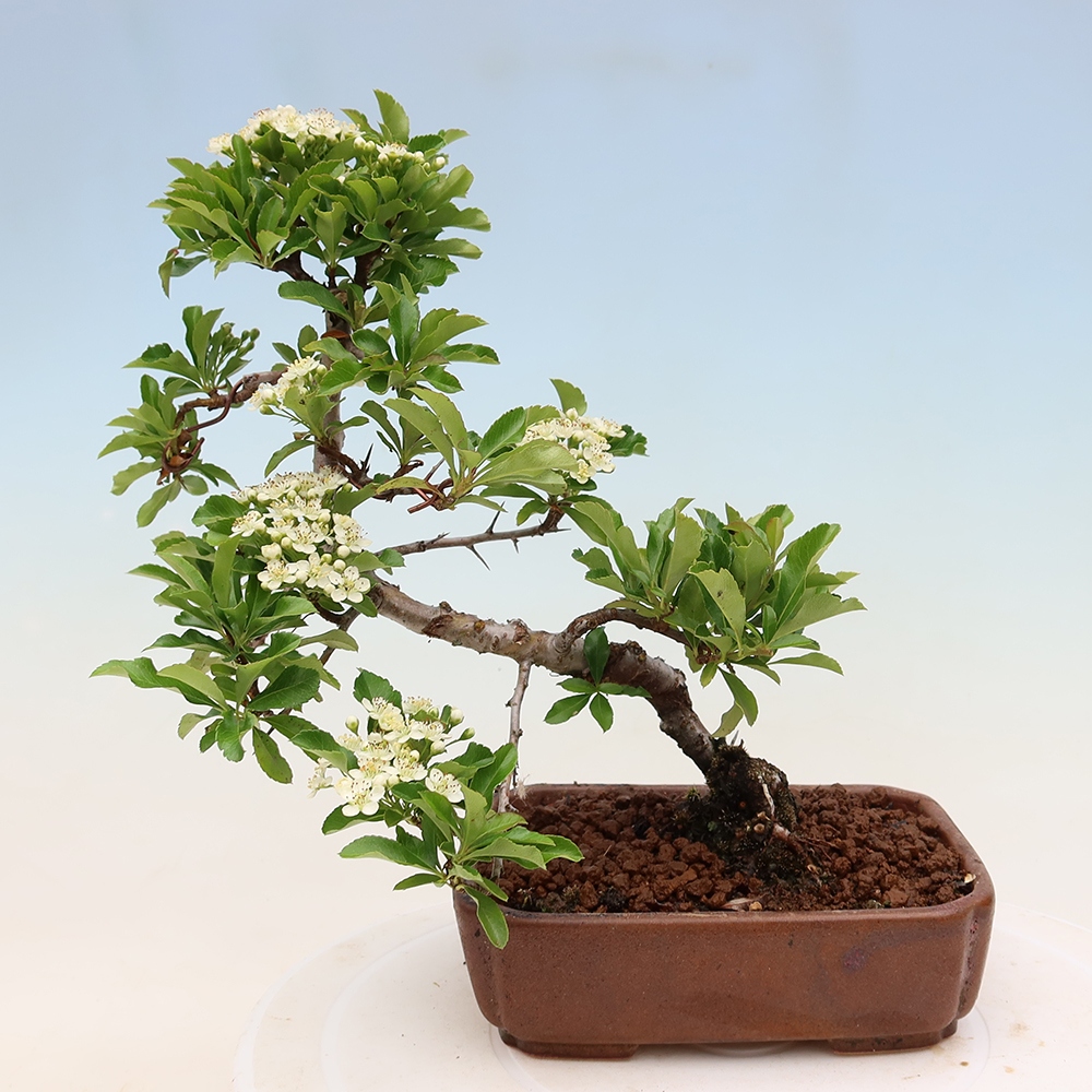Bonsai für den Außenbereich – Pyracantha teton – Feuerdorn