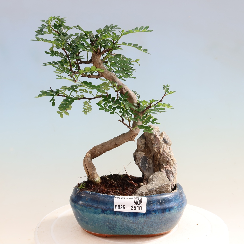 Zimmer Bonsai - Zantoxylum piperitum - Pfefferbaum