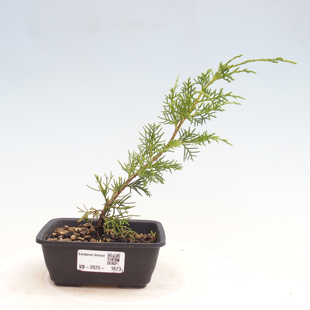 Bonsai für draußen - Juniperus chinensis Itoigawa