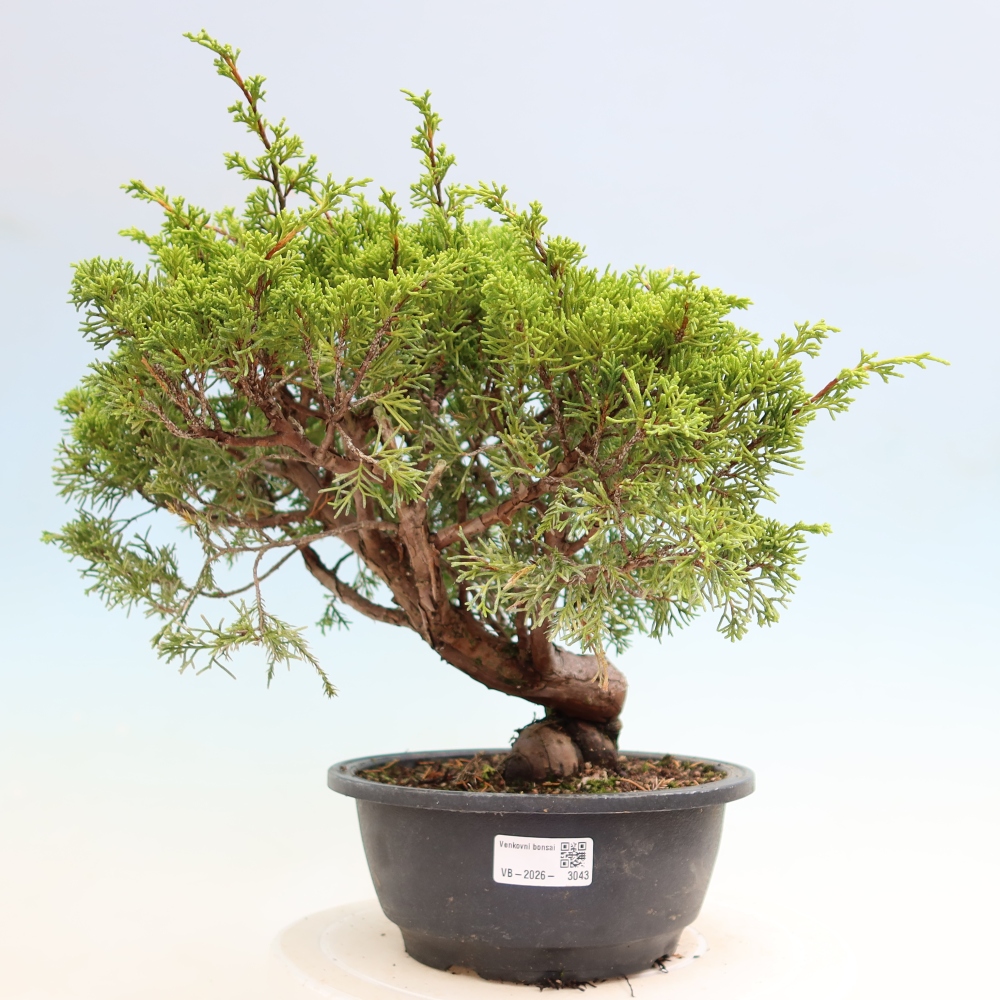 Bonsai für draußen - Juniperus chinensis Itoigawa-Juniperus chinensis