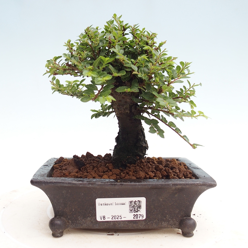 Bonsai für draußen - Ulmus parvifolia Hokkaido - Chinesische Ulme