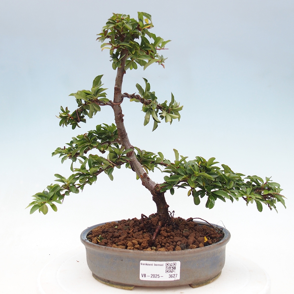 Freiland-Bonsai-Pyracantha Teton -Hlox