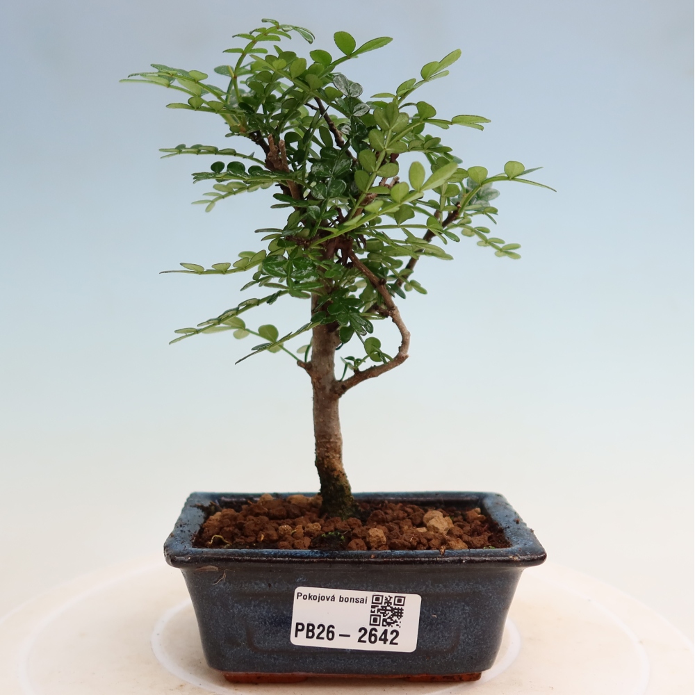 Zimmer Bonsai - Zantoxylum piperitum - Pfefferbaum