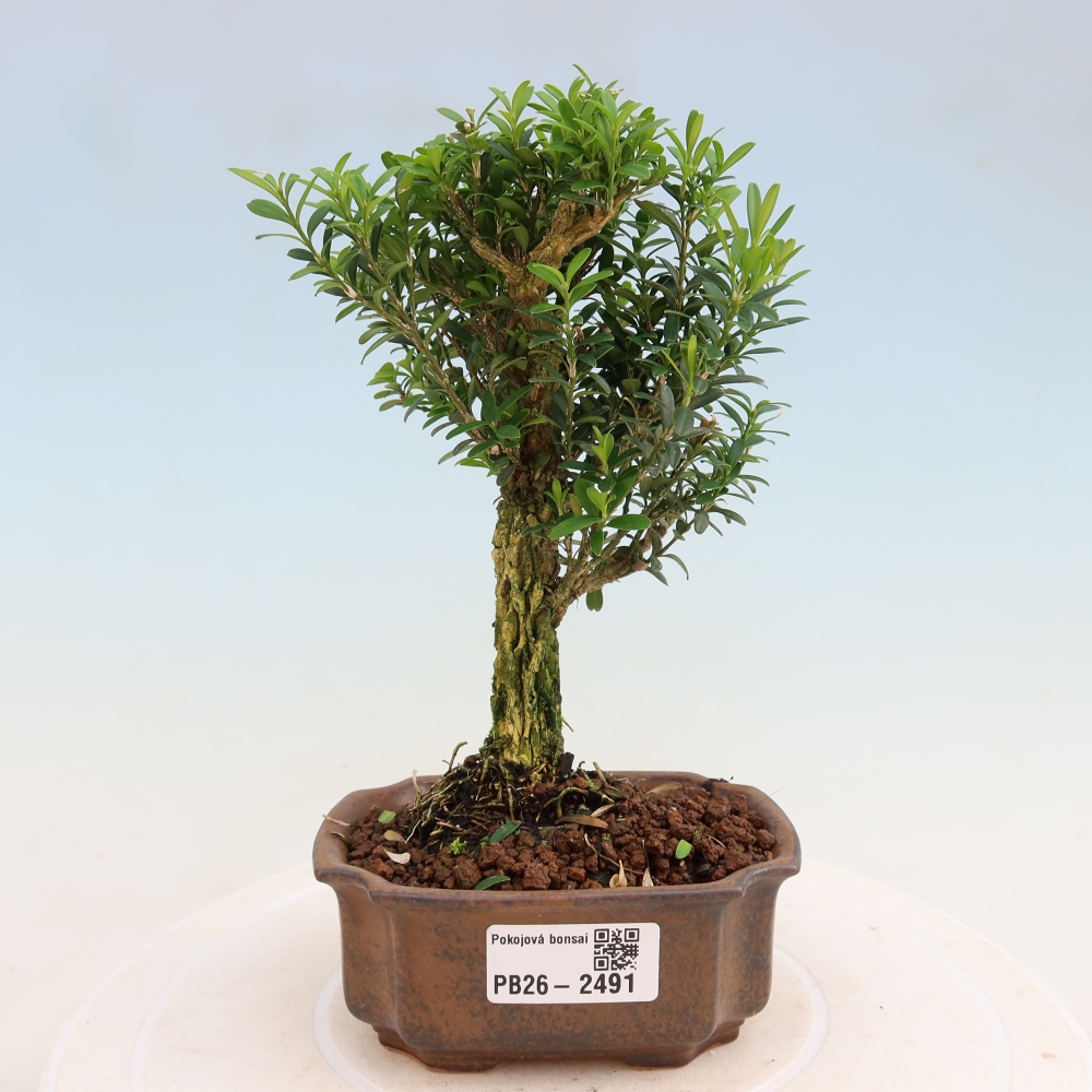 Zimmer Bonsai - Buxus harlandii - Korkbuxus