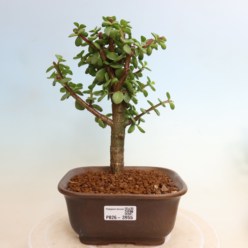 Zimmer Bonsai - Portulakaria Afra - Tlustice