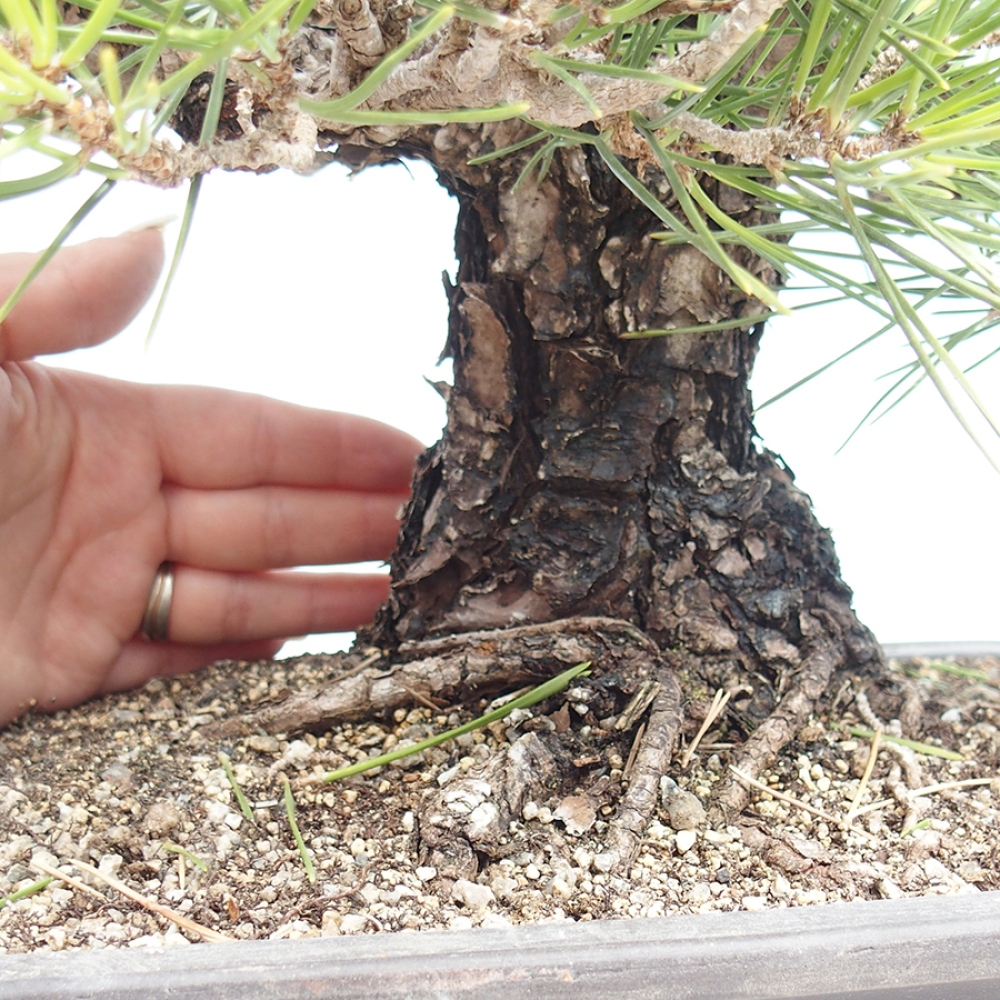Bonsai für draußen - Pinus thunbergii - Thunberg-Kiefer