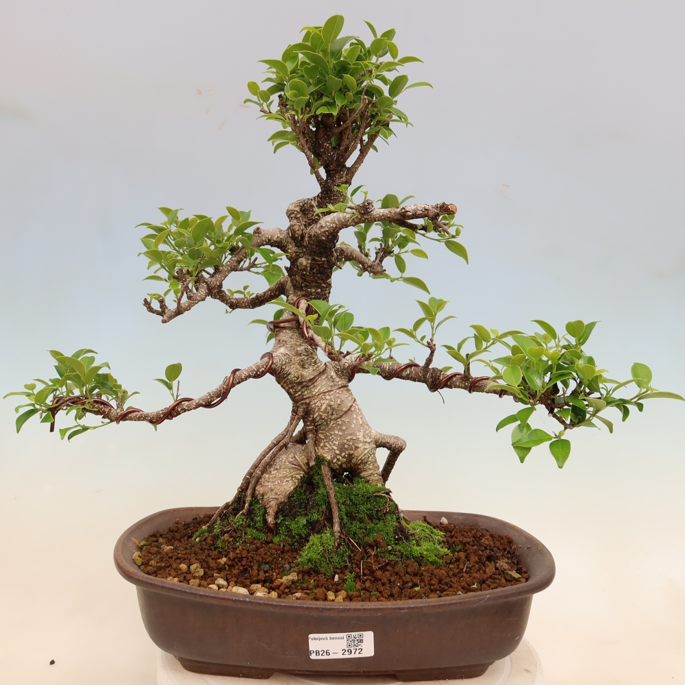 Zimmerbonsai - Ficus kimmen - Kleinblättriger Ficus
