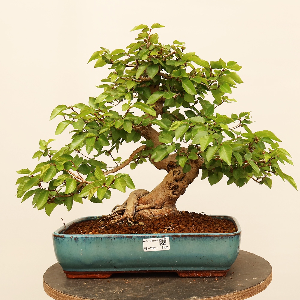 Bonsai für draußen - Karpinus Coreana - Koreanische Hainbuche