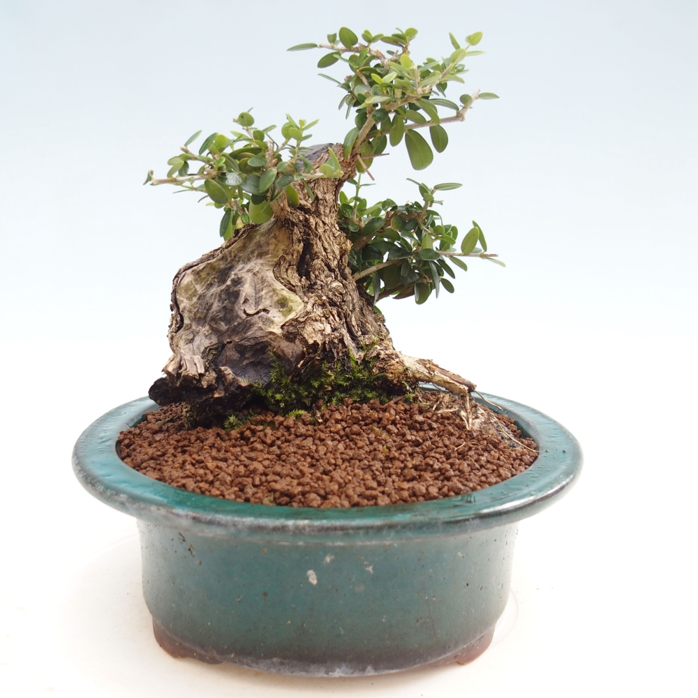 Zimmerbonsai - Olea europaea sylvestris