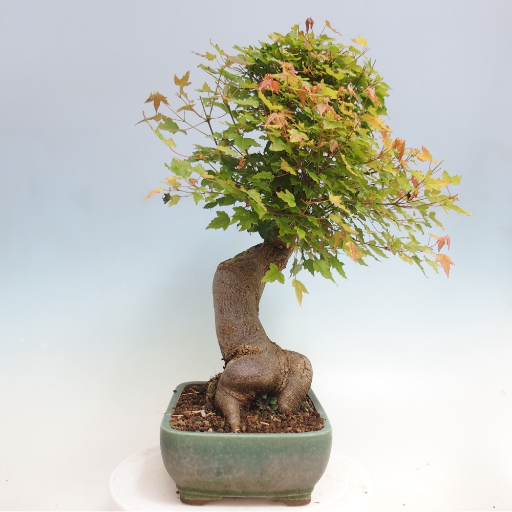 Bonsai für draußen - Acer Buergerianum - Bergahorn