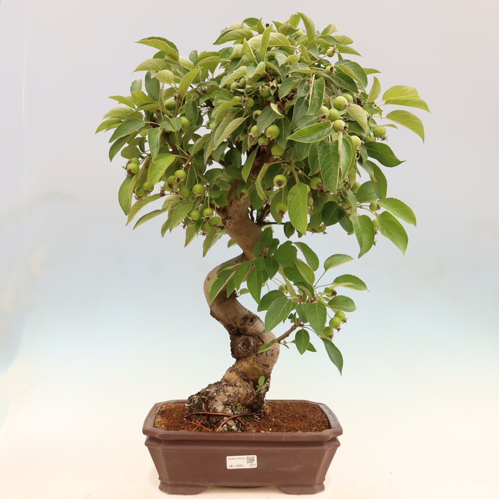 Outdoor-Bonsai -Malus halliana - Kleinfrüchtiger Apfelbaum
