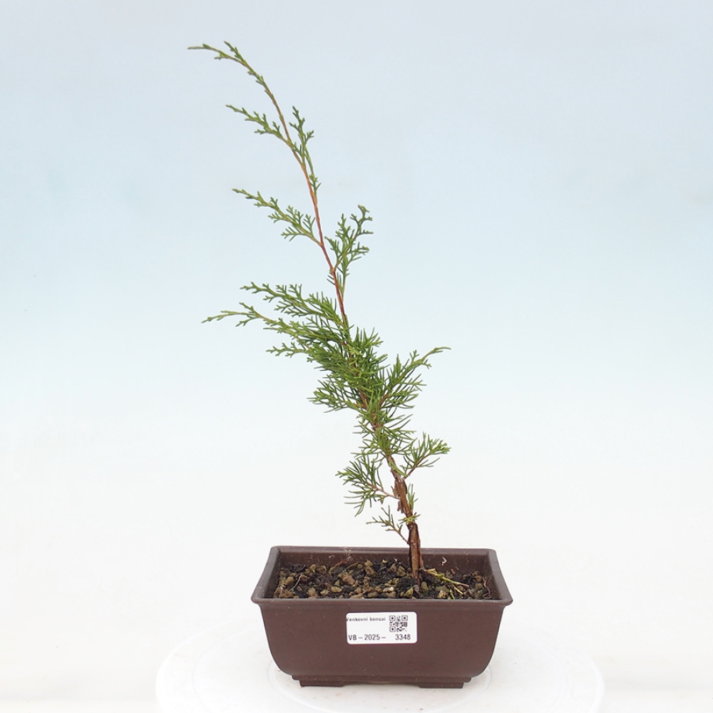 Bonsai für draußen - Juniperus chinensis Itoigawa