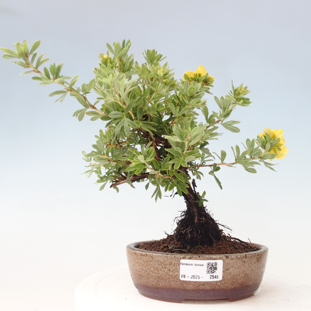 Bonsai für draußen - Potentila fruticosa gelber Vogel