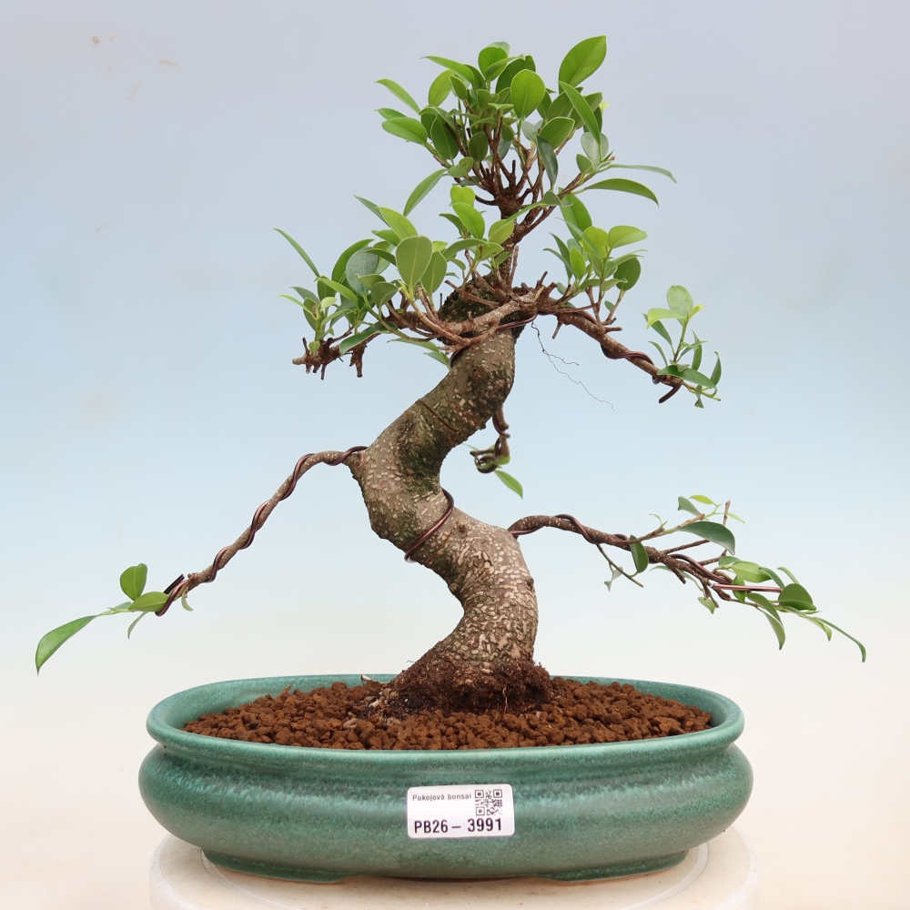 Zimmerbonsai - Ficus kimmen - Kleinblättriger Ficus