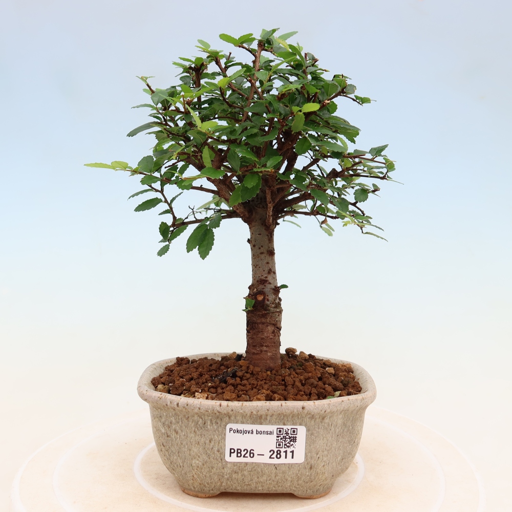 Zimmerbonsai - Ulmus parvifolia - Kleinblättrige Ulme