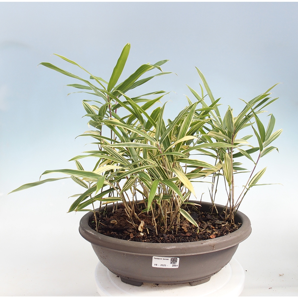 Bonsai für draußen - Sasaella masamuneana Albostriata - Bambus