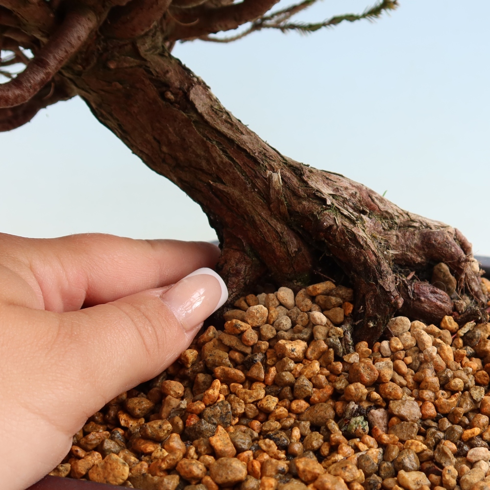 Bonsai im Freien – Cryptomeria – Kryptomerie