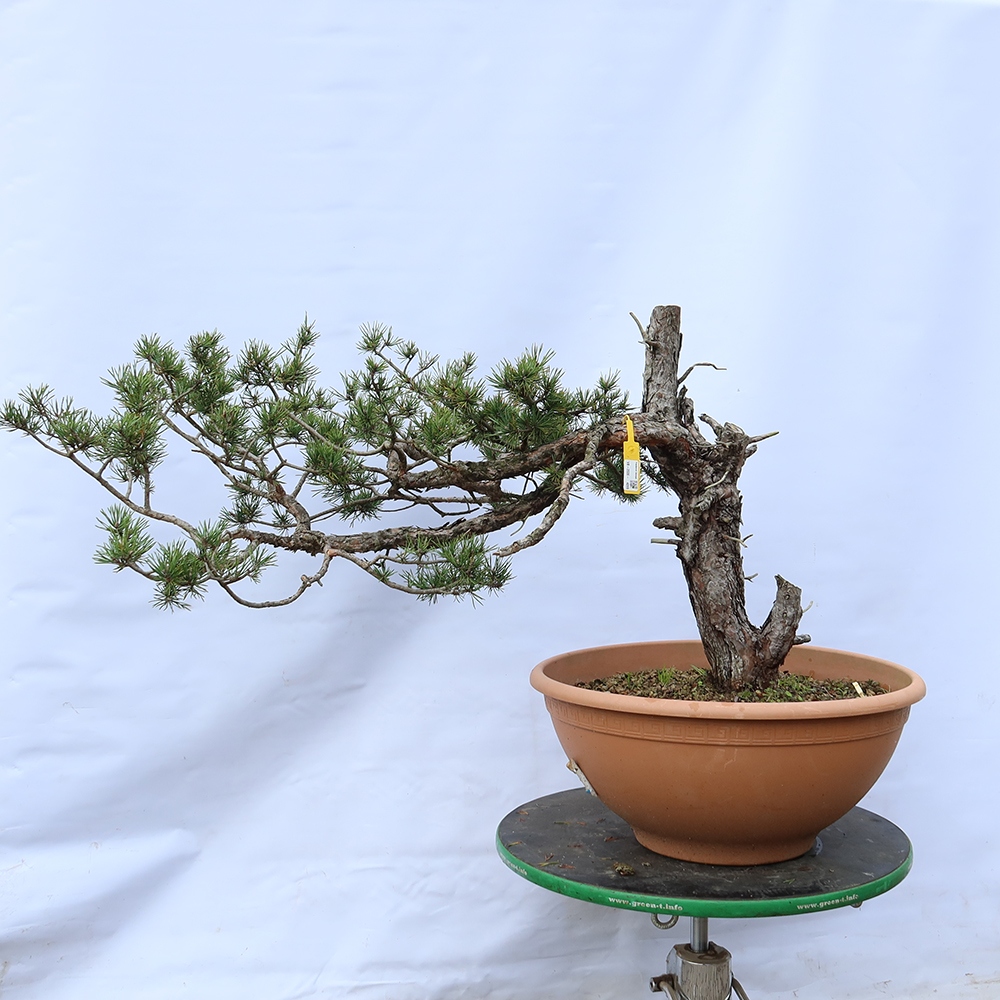 Pinus sylvestris Spanien – Waldkiefer