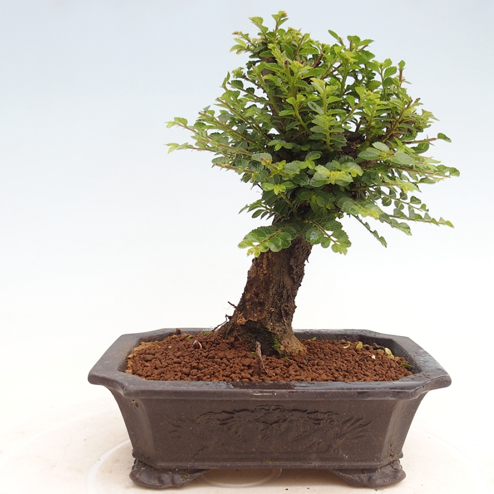 Bonsai für draußen - Ulmus parvifolia Hokkaido - Chinesische Ulme