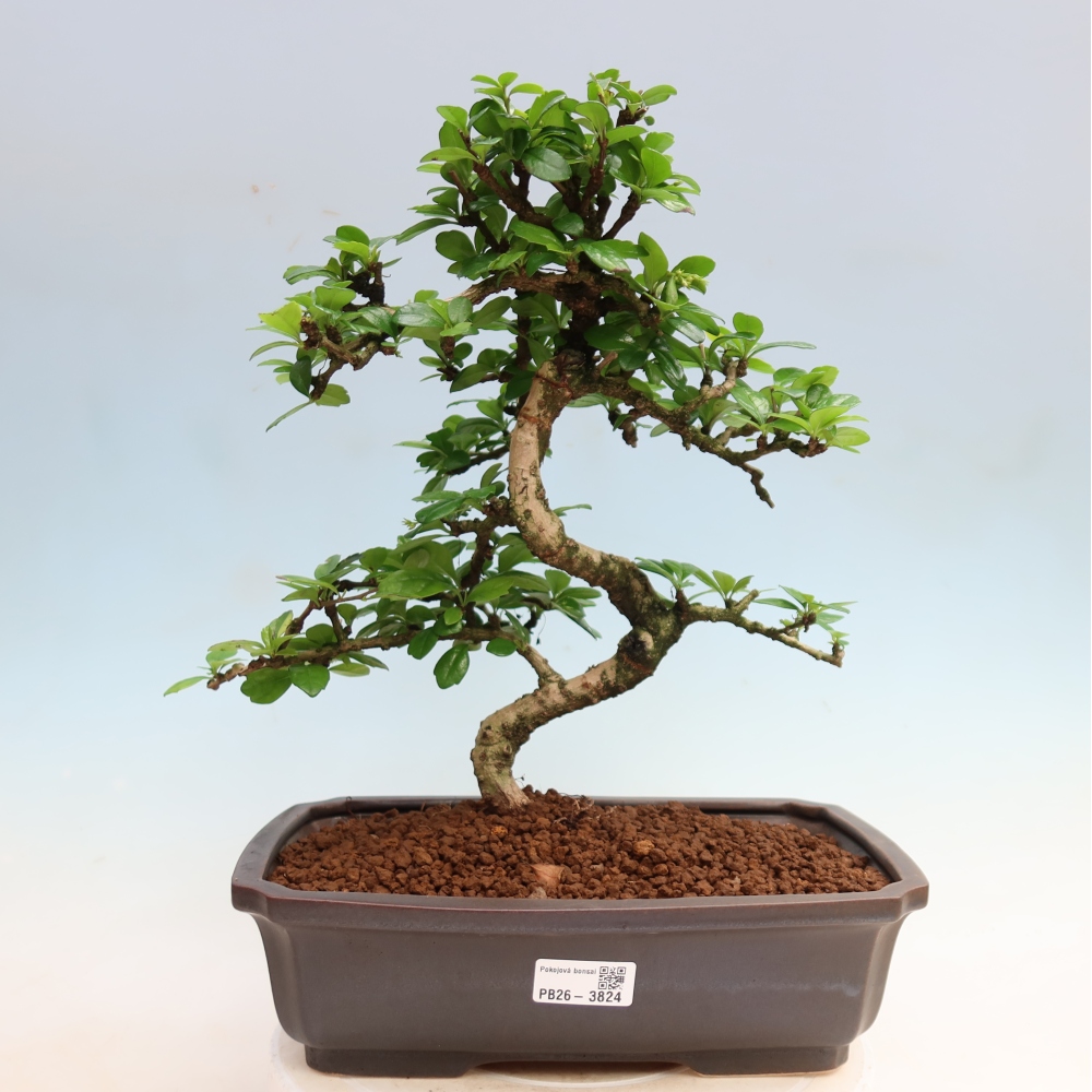 Zimmer-Bonsai - Carmona macrophylla - Tee-Fuki
