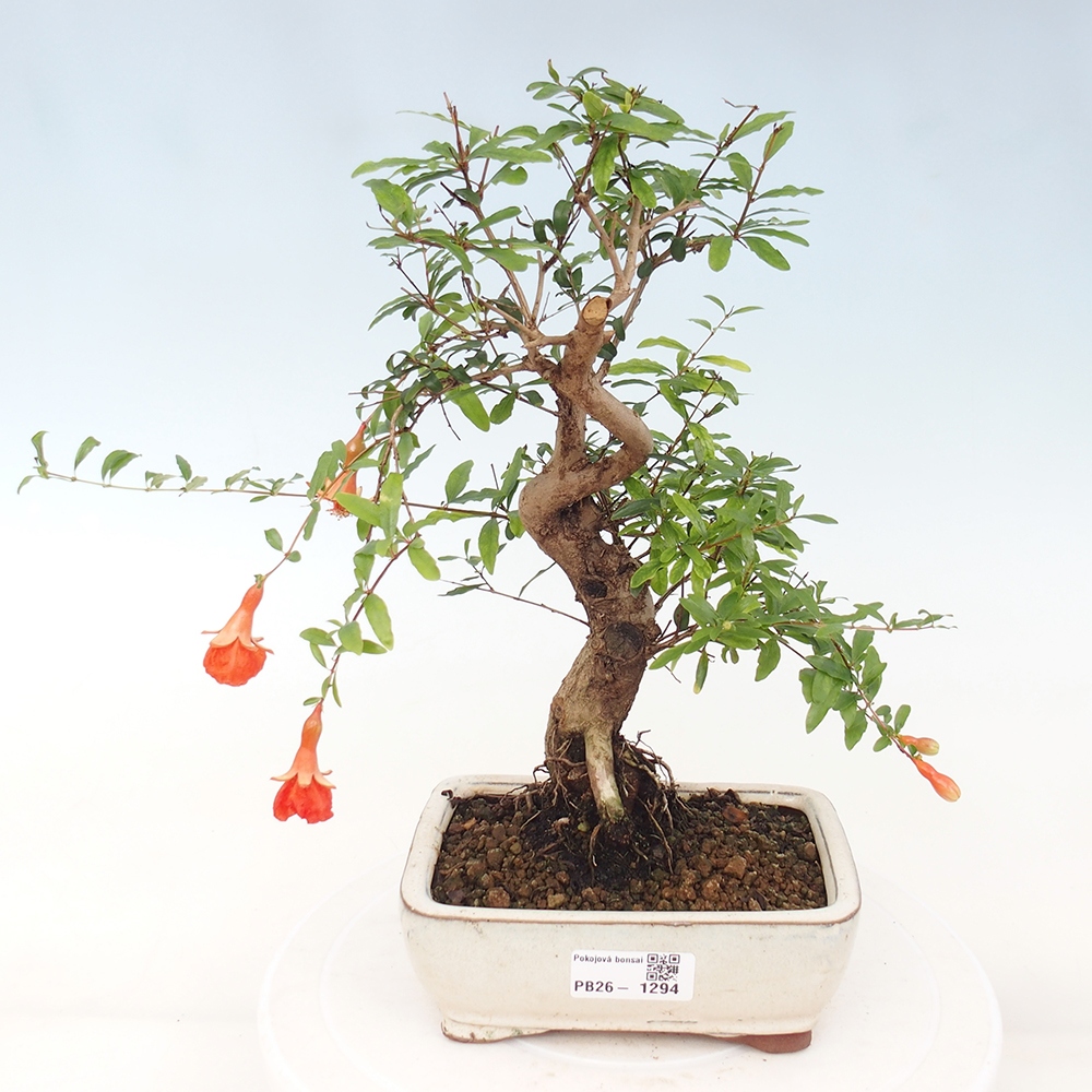 Zimmer-Bonsai-PUNICA granatum nana-Apfel-Granatapfel