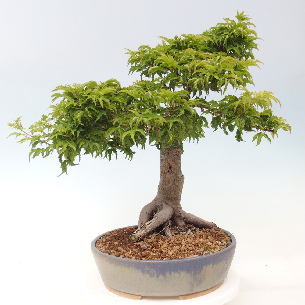Bonsai für draußen -Javor-Palme Acer palmatum Shishigashira