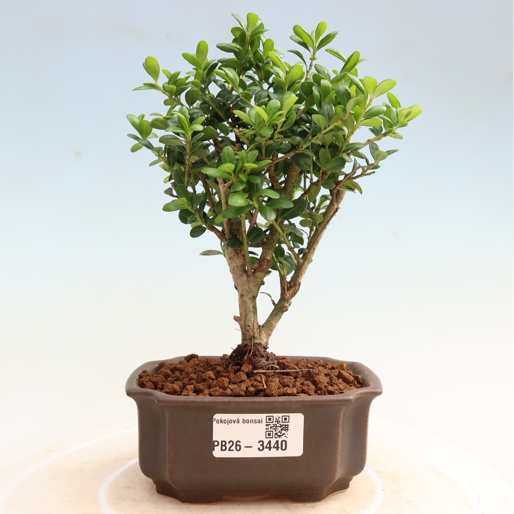 Zimmer Bonsai - Ilex crenata - Stechpalme